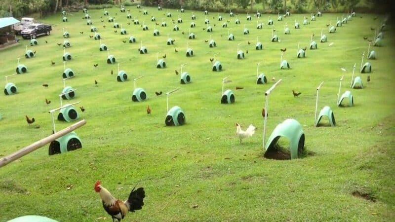 Trại gà Huân Lê Gamefarm sở hữu gà đá chất lượng, tuyển chọn kỹ lưỡng