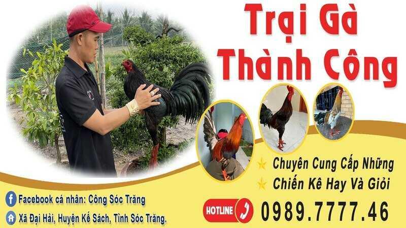 Trại gà đá Sóc Trăng Minh Thuận không khiến kê thủ thất vọng